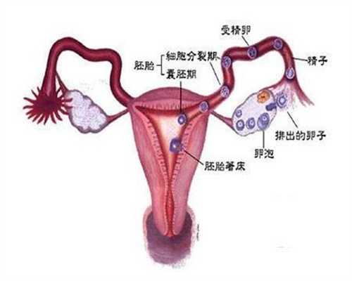 广州代孕机构代怀孕一个小孩多少钱：孕期性生