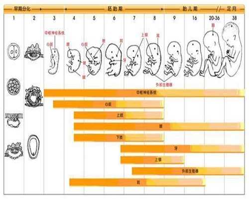 广州亲子宝贝代孕：广西一女子代孕数月，子宫