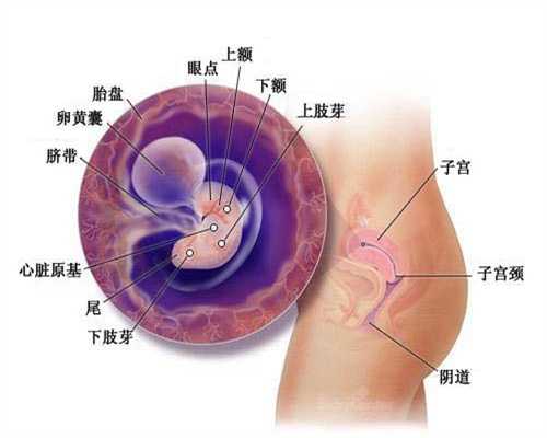 广州代怀孕合法：免疫性不孕的中医疗法_1