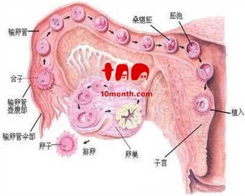 广州代孕医院:排卵障碍有六大表现 中医治疗排卵