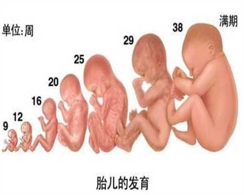 哪里有代孕妈妈，囊胚和冻胚的区别