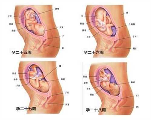 哪里有代孕妈妈，囊胚和冻胚的区别